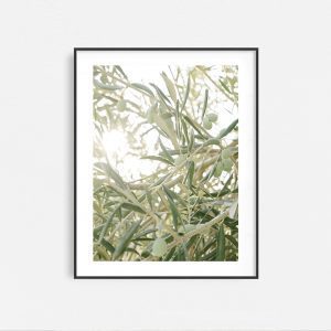 Olivia - Image 4