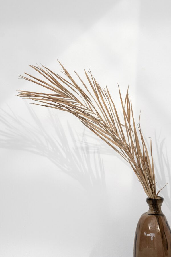 DRY BLOSSOM
