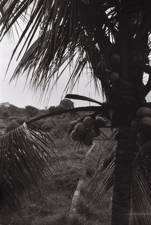 In the Jungle